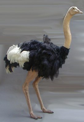 Mccullough Ryan; Ostrich, 2008, Original Sculpture Mixed, 3.4 x 6.6 feet. Artwork description: 241  life size life like ostrich over 6ft ...