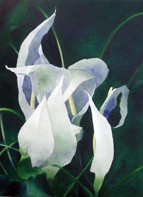 Sarah Longlands, 'Seraphs 1', 2007, original Watercolor, 53 x 73  inches. Artwork description: 1758 Ghostly and mysterious wild arums under my hedge. ...
