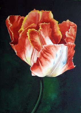 Sarah Longlands; Undecided Tulip, 2018, Original Printmaking Giclee, 297 x 420 mm. Artwork description: 241 Which way do I go A parrot tulip in a greenhouse in the tulip fields near Leiden.This is an archival print on 310gsm Canson lustre paper. The size of the image is 20mm smaller than the width of the paper because enough depth has to be ...
