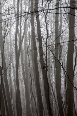 Frits Selier; Misty Woods, 2012, Original Photography Color, 40 x 30 cm. Artwork description: 241  Trees in a misty woods ...