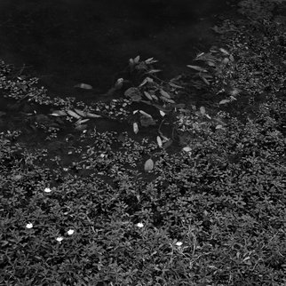 Steven Brown; Black Water, 2012, Original Photography Black and White, 16 x 16 inches. Artwork description: 241  water, leaves, black & white, nature, fine art, fine art photography, reductivism, minimilism   ...