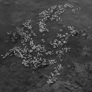 Steven Brown; Leaves On The Water, 2012, Original Photography Black and White, 16 x 16 inches. Artwork description: 241  black & white, nature, water, leaves, muddy water, fine art, fine art photography,       ...