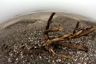 Shelley Catlin; Driftwood, 2014, Original Photography Digital, 30 x 24 inches. Artwork description: 241   Driftwood, stones, beach, grays, fisheye, metallic paper, Westport Connecticut, Compo  ...