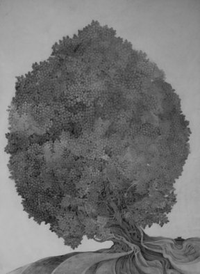 Muhammad Shehzad Majeed; Lap Of Banyan Tree, 2011, Original Drawing Pencil, 74 x 104 cm. 