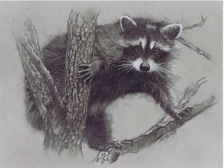 Sid Weaver; Racoon, 2014, Original Drawing Pencil, 9 x 12 inches. Artwork description: 241      This is a soft pencil, charcoal, and chalk drawing on toned paper.  It has an archival fixative applied     ...