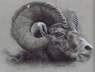 Sid Weaver; Ram, 2014, Original Drawing Pencil, 9 x 12 inches. Artwork description: 241        This is a soft pencil, charcoal, and chalk drawing on toned paper.  It has an archival fixative applied       ...