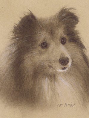 Sid Weaver; Sheltie, 2014, Original Drawing Pencil, 9 x 12 inches. Artwork description: 241   This is a soft pencil, charcoal, and chalk drawing on toned paper.  It has an archival fixative applied  ...