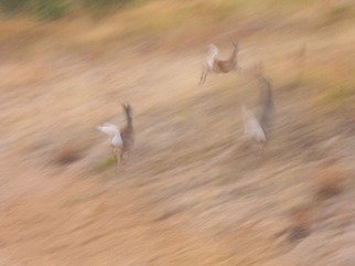 Debbi Chan, 'deer flight', 2011, original Photography Color, 8 x 10  x 1 inches. Artwork description: 70815   photos from Idaho                                                                                                                                                                                                                 ...