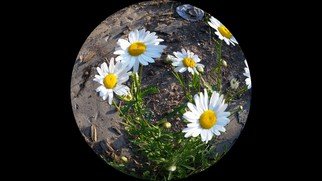 Debbi Chan, 'field daisys are here so ...', 2015, original Photography Digital,    inches. Artwork description: 13395  taken from studio/ home/ farm with Samsung smartphone.     ...