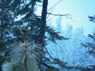 Debbi Chan, 'iced pine cone among trees', 2012, original Photography Color, 8 x 10  inches. Artwork description: 62895     PHOTOS FROM IDAHO.                                                                                                                                                                                                                                                                                                                                                                                                                                                                                                             ...