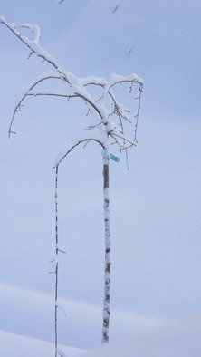 Debbi Chan, 'one little tree in the snow', 2010, original Photography Color, 8 x 10  inches. Artwork description: 92991                         photos from idaho.                        ...