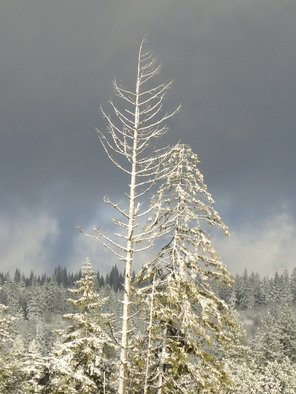 Debbi Chan, 'snow covered tree against...', 2012, original Photography Color, 8 x 10  inches. Artwork description: 64875                photos from idaho.           photos from Idaho.   ...