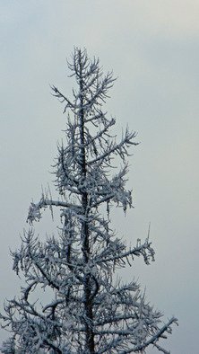 Debbi Chan, 'starkness of cold', 2010, original Photography Color, 8 x 10  inches. Artwork description: 93387          photos from idaho.         ...