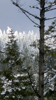 Debbi Chan, 'the snow shines', 2011, original Photography Color, 8 x 10  inches. Artwork description: 86655     photos from Idaho    ...