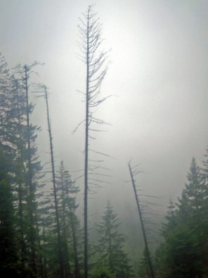 Debbi Chan, 'tree and rainy fog', 2010, original Photography Color, 8 x 10  inches. Artwork description: 96159  photos on a cold rainy day in the mountains.   ...