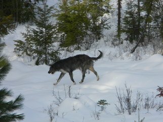 Debbi Chan, 'wolfhound doing what he d...', 2012, original Photography Color, 8 x 10  inches. Artwork description: 64083      Photos from Idaho.     ...