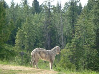 Debbi Chan, 'wolfhound stands guard', 2010, original Photography Color, 8 x 10  inches. Artwork description: 96555    photos from idaho     ...