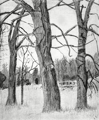 Keith Thrash, 'Oaks', 1981, original Drawing Pencil, 8 x 10  inches. Artwork description: 2307  Three oaks. ...