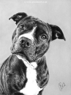 Anna Shipstone; Staffie Portrait, 2013, Original Drawing Pencil, 6 x 8 inches. Artwork description: 241  Pencil drawing commission from a photo   ...