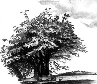 Anna Shipstone; Tree, 1999, Original Drawing Charcoal, 11 x 10 inches. 