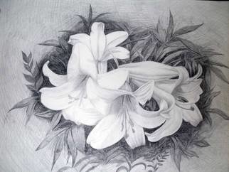 Tatyana Bondareva; Lilies, 2010, Original Drawing Pencil, 48 x 34.5 cm. Artwork description: 241  Lilies, pencil drawing ...