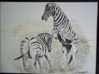 Teresa Peterson; Fighting Zebras, 2005, Original Watercolor, 20 x 16 inches. Artwork description: 241      wildlife, animals, zebra, watercolor, painting       ...