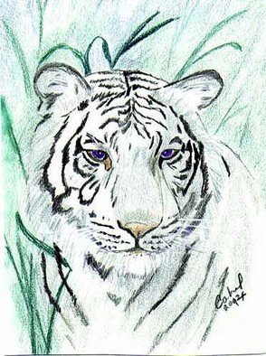 Terri Cabral; Royal White Bengal Tiger, 2014, Original Drawing Other, 5 x 7 inches. Artwork description: 241 Portrait of royal white Bengal tiger in watercolor pencil and ink...