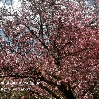 Kimberly Ruttenberg; Spring In Monroe, 2020, Original Photography Digital, 8.9 x 8.9 inches. Artwork description: 241 A beautiful spring day in Southeast Michigan...
