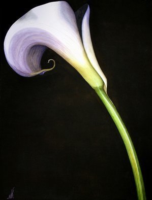 Wm Kelly Bailey, 'Calla Lily, I', 2009, original Watercolor, 18 x 24  x 2 inches. Artwork description: 1911  Walking along a neighborhood sidewalk, I came across a spot with these calla lilies flowering. They had such simple, elegant beauty in the early morning sunlight I just had to try to paint them! ( Watercolor with acrylic background. ) Image size shown; frame size is larger. Photo of ...