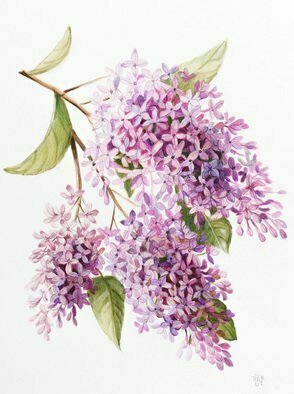 Marsha Bowers; Lilacs, 2019, Original Painting Oil, 19 x 24 inches. Artwork description: 241 Oil sketch on Bristol Paper.  LilacsOriginal has sold.  Prints available...