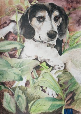 Zoraida Haibi Figuera; Pet Portrait Of LJ , 2021, Original Watercolor, 12 x 18 inches. Artwork description: 241 beagle painting using Inktense washes and inktense pencil on watercolor paper...