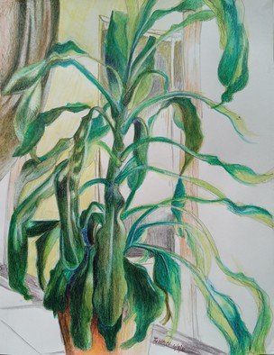 Zoraida Haibi Figuera; Plant, 2021, Original Drawing Other, 9 x 12 inches. Artwork description: 241 contour drawing of house plant with colored pencils...