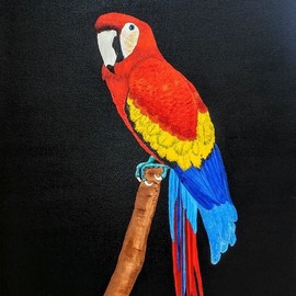 macaw By Althea E Jenkins