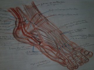 Michele Niels: 'The foot', 2010 Animation, nature.      sanguine design on paper. The foot is seen from the front: all muscles are named                                  ...