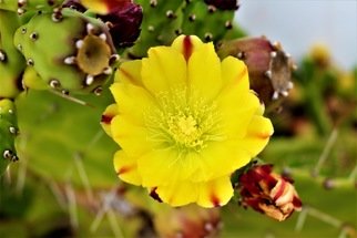 Awnna Hughes: 'pretty cactus', 2020 Color Photograph, Floral. Pretty yellow flower blossoming on a cactus ...