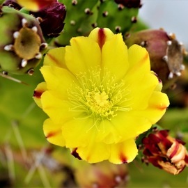 Awnna Hughes: 'pretty cactus', 2020 Color Photograph, Floral. Artist Description: Pretty yellow flower blossoming on a cactus ...