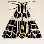 moth By Aleksandra  Shoo