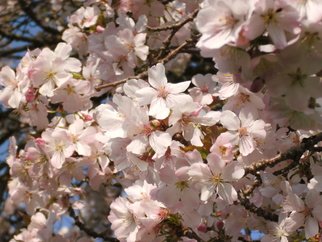 Alison Gracie: 'Light Pink Tree Blossom', 2012 Digital Photograph, Floral. Light pink tree blossom close up. ...