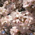 Light Pink Tree Blossom By Alison Gracie