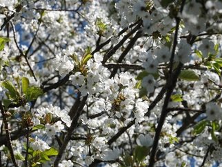 Alison Gracie: 'White Blossom 2 Alison Gracie', 2017 Digital Photograph, Floral. White Blossoming tree. Close up of flowers. ...