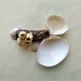 Composition of wood and shells By Anastasia Pourliotou
