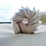composition of 14 seashells By Anastasia Pourliotou