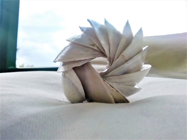 Anastasia Pourliotou  'Composition Of 14 Seashells', created in 2019, Original Crafts.