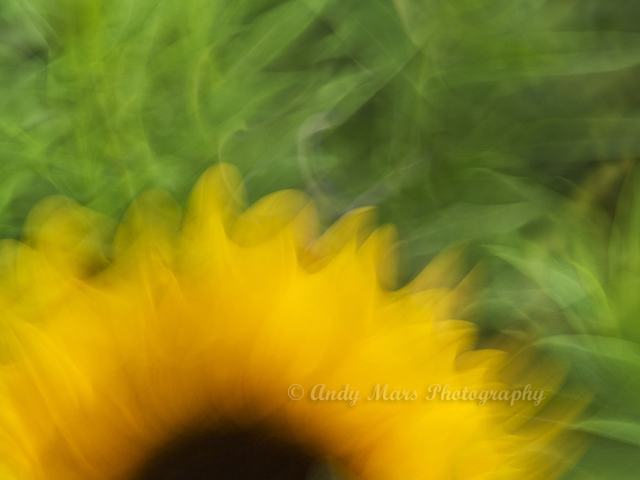 Artist Andy Mars. 'Sunflower In Motion' Artwork Image, Created in 2009, Original Mixed Media. #art #artist