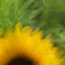 Andy Mars: 'Sunflower In Motion', 2009 Color Photograph, People. Artist Description:  Sunflower, 'slow shutter speed' , Riverside Park, NYC   ...