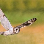 Short Eared Owl, Mikhail Vedernikov