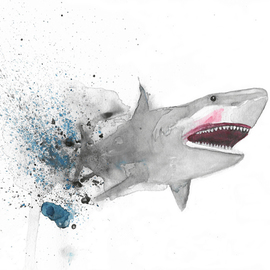 shark By Ana Neto