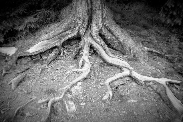 Anita Kovacevic  'Roots', created in 2012, Original Photography Other.