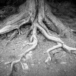Anita Kovacevic: 'Roots', 2012 Black and White Photograph, Trees. Artist Description:  Roots (c)2012 Anita Kovacevic | www. fineartbyanita. comlake, nature, water, swan, bird, Zell am See, Austria, fine art, photography, photograph, anita kovacevic        ...