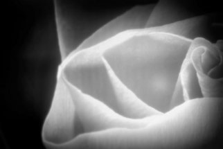 Anita Kovacevic: 'Rose', 2011 Black and White Photograph, Floral.  Taken at Hotel Kempinsky in Portorose/ Portoroz in Slovenia. |rose, floral, plant, fine art, photography, photograph, anita kovacevic    ...